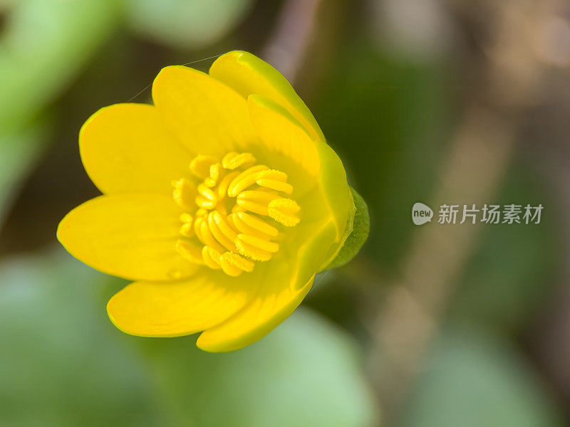 Caltha palustris / Swamp yellow Flower的极端特写